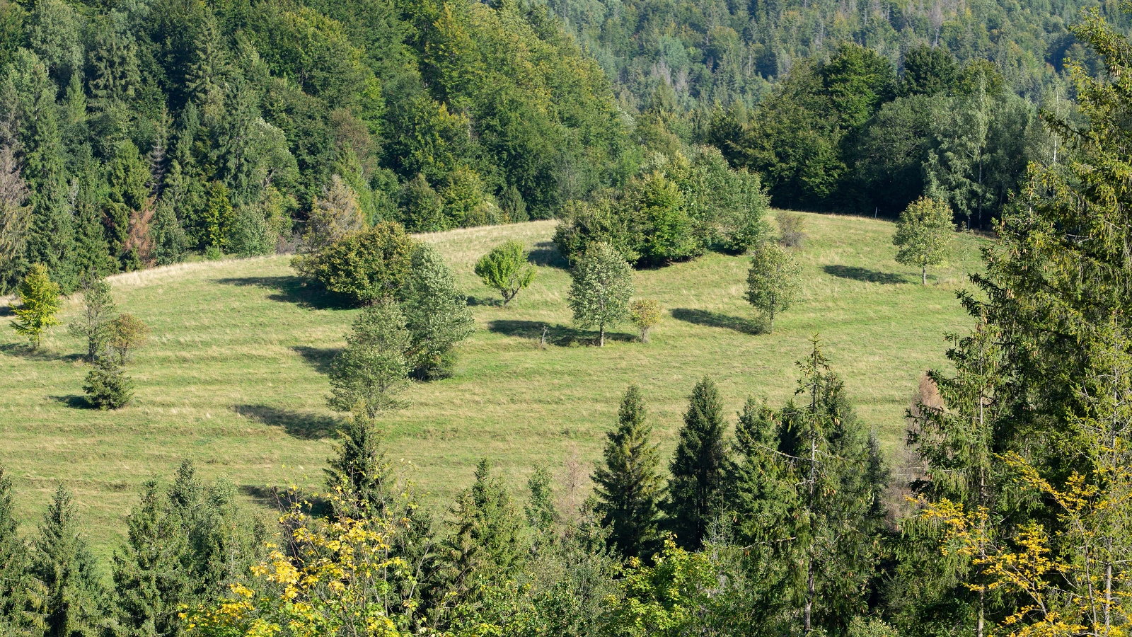 Lutiše
