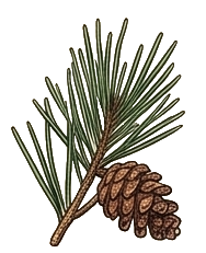 Odpowiedź